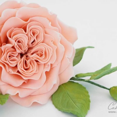 David Austin Rose Tutorial