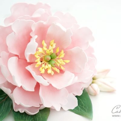 open peony tutorial